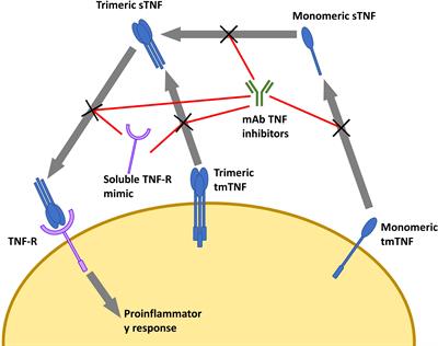 Increased susceptibility to pneumonia due to tumour necrosis factor inhibition and prospective immune system rescue via immunotherapy